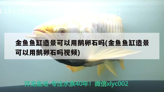 金魚魚缸造景可以用鵝卵石嗎(金魚魚缸造景可以用鵝卵石嗎視頻) 廣州水族批發(fā)市場(chǎng)