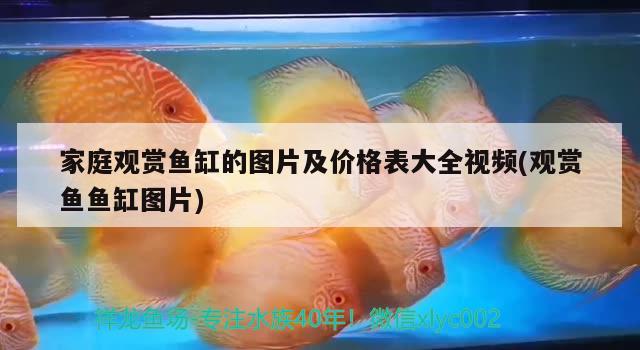 家庭觀賞魚缸的圖片及價(jià)格表大全視頻(觀賞魚魚缸圖片) 養(yǎng)魚知識