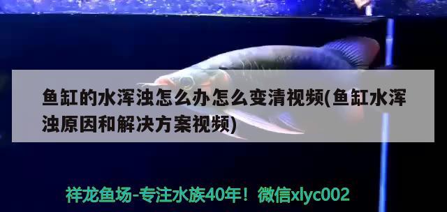 魚缸的水渾濁怎么辦怎么變清視頻(魚缸水渾濁原因和解決方案視頻)