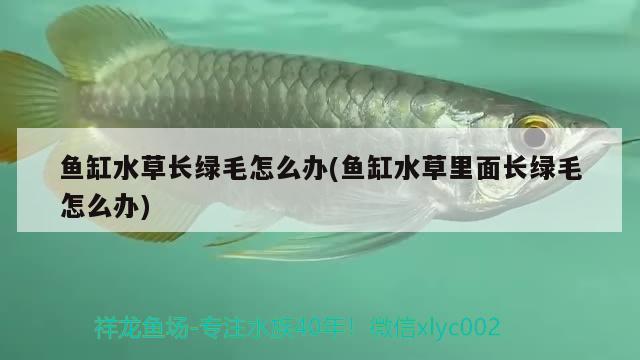 魚缸水草長綠毛怎么辦(魚缸水草里面長綠毛怎么辦) 水草