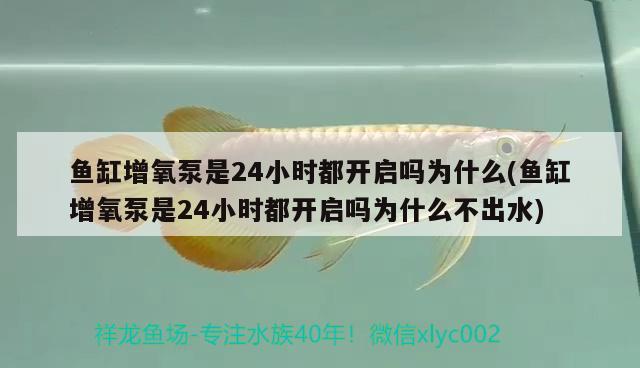 魚缸增氧泵是24小時(shí)都開啟嗎為什么(魚缸增氧泵是24小時(shí)都開啟嗎為什么不出水) 祥龍赫舞紅龍魚