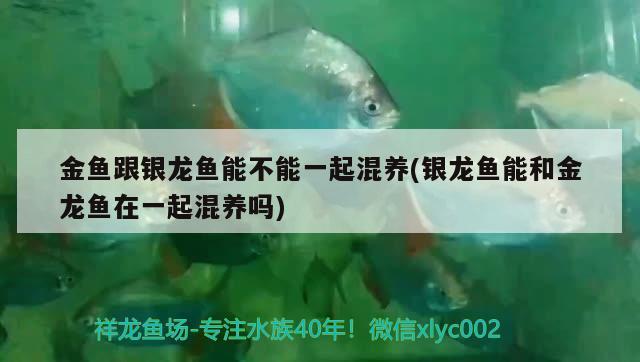 金魚跟銀龍魚能不能一起混養(yǎng)(銀龍魚能和金龍魚在一起混養(yǎng)嗎)