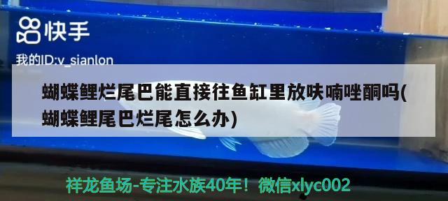 蝴蝶鯉爛尾巴能直接往魚缸里放呋喃唑酮嗎(蝴蝶鯉尾巴爛尾怎么辦) 蝴蝶鯉