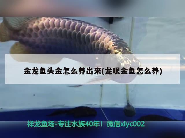 金龍魚頭金怎么養(yǎng)出來(龍眼金魚怎么養(yǎng))