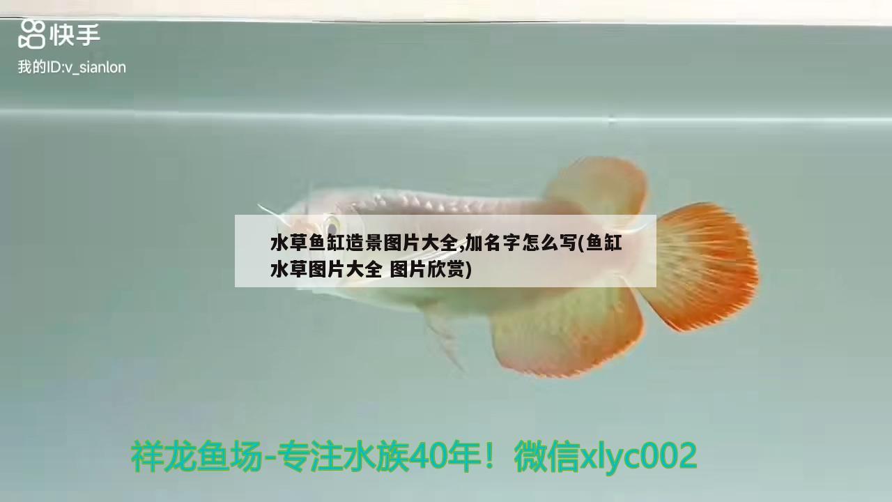 水草魚(yú)缸造景圖片大全,加名字怎么寫(xiě)(魚(yú)缸水草圖片大全圖片欣賞)