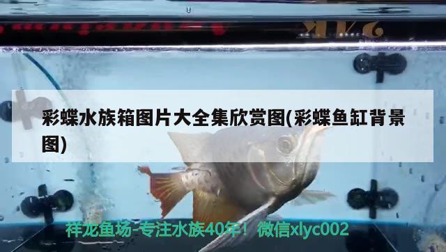 彩蝶水族箱圖片大全集欣賞圖(彩蝶魚(yú)缸背景圖) 魚(yú)缸/水族箱