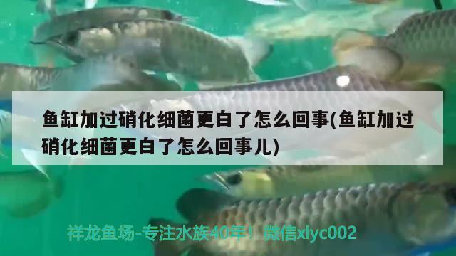 魚(yú)缸加過(guò)硝化細(xì)菌更白了怎么回事(魚(yú)缸加過(guò)硝化細(xì)菌更白了怎么回事兒) 硝化細(xì)菌