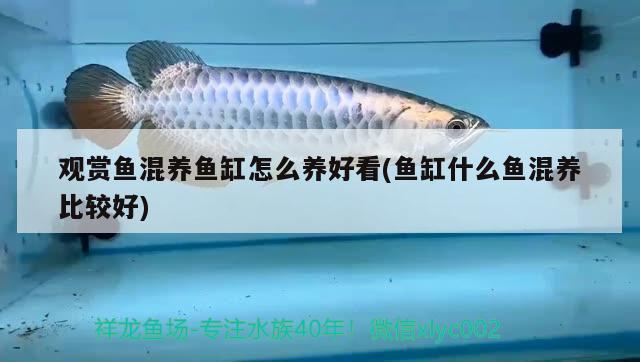 觀賞魚混養(yǎng)魚缸怎么養(yǎng)好看(魚缸什么魚混養(yǎng)比較好) 月光鴨嘴魚