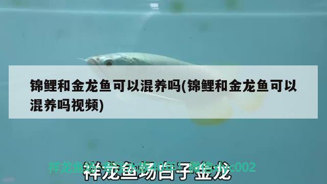 錦鯉和金龍魚可以混養(yǎng)嗎(錦鯉和金龍魚可以混養(yǎng)嗎視頻) PH調(diào)節(jié)劑