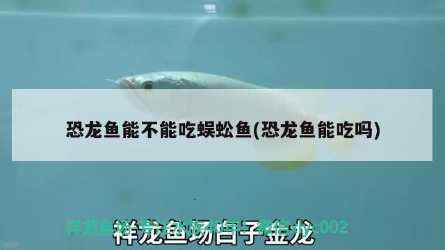 恐龍魚能不能吃蜈蚣魚(恐龍魚能吃嗎) 翡翠鳳凰魚