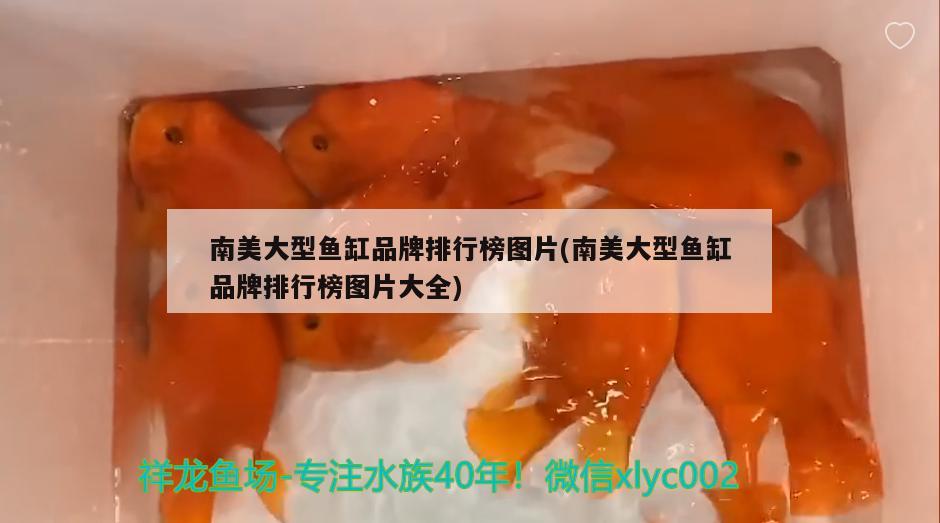 南美大型魚缸品牌排行榜圖片(南美大型魚缸品牌排行榜圖片大全)