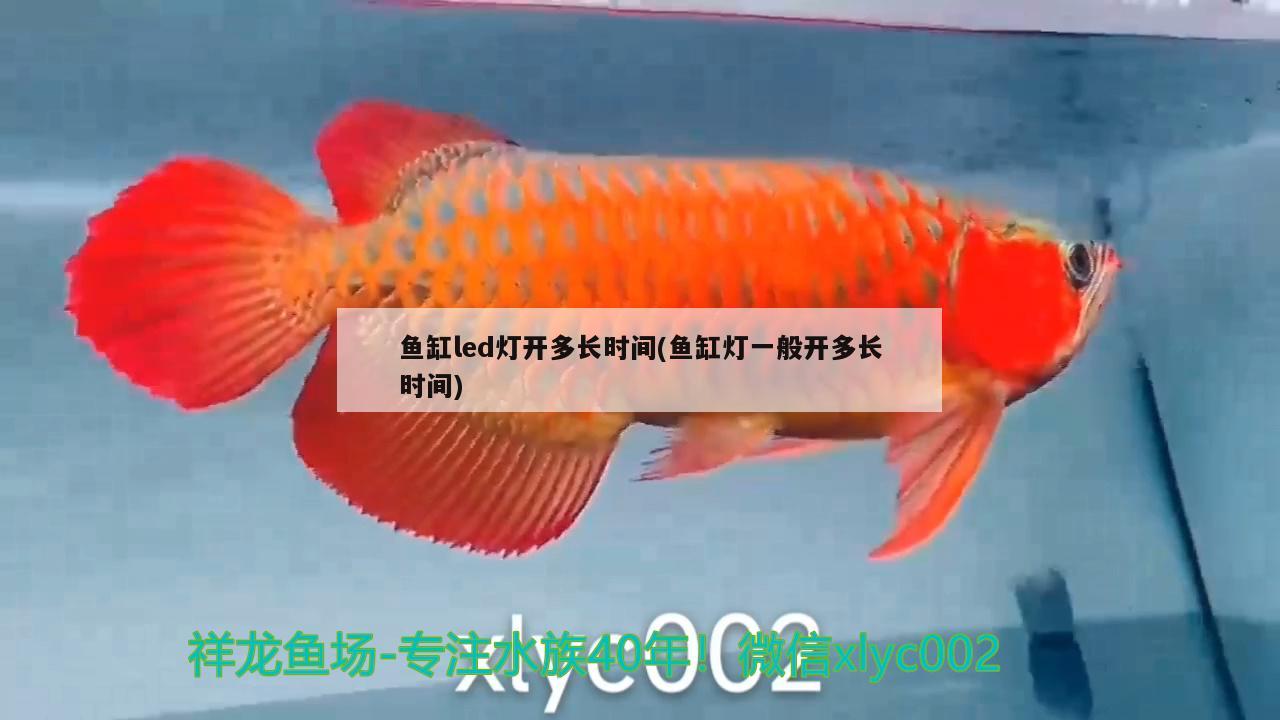 魚缸led燈開多長(zhǎng)時(shí)間(魚缸燈一般開多長(zhǎng)時(shí)間) 眼斑魚