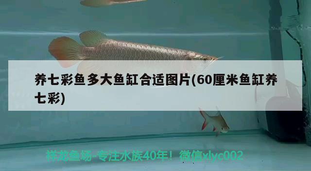 養(yǎng)七彩魚多大魚缸合適圖片(60厘米魚缸養(yǎng)七彩) 除藻劑