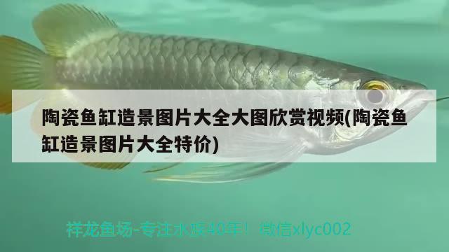 陶瓷魚缸造景圖片大全大圖欣賞視頻(陶瓷魚缸造景圖片大全特價(jià))