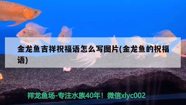 金龍魚吉祥祝福語怎么寫圖片(金龍魚的祝福語)