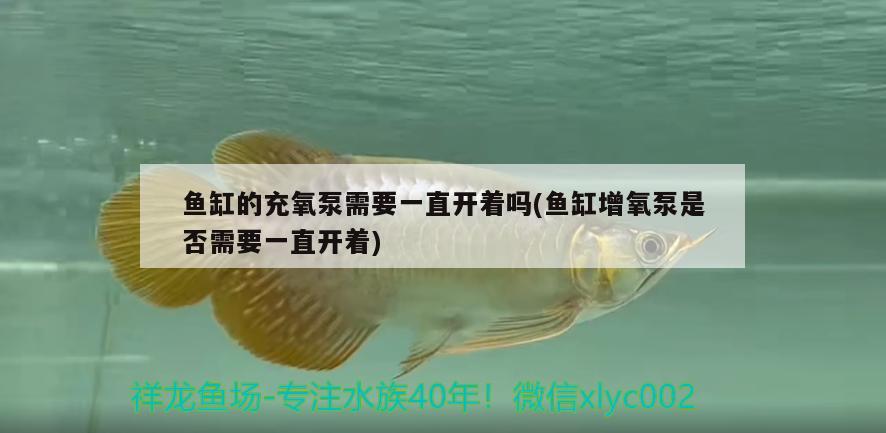 魚缸的充氧泵需要一直開著嗎(魚缸增氧泵是否需要一直開著)