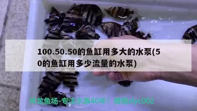 100.50.50的魚缸用多大的水泵(50的魚缸用多少流量的水泵) 海象魚