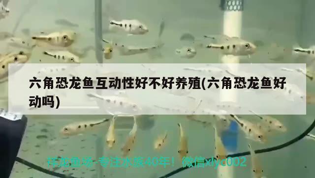 六角恐龍魚互動性好不好養(yǎng)殖(六角恐龍魚好動嗎) 黃金斑馬魚 第2張