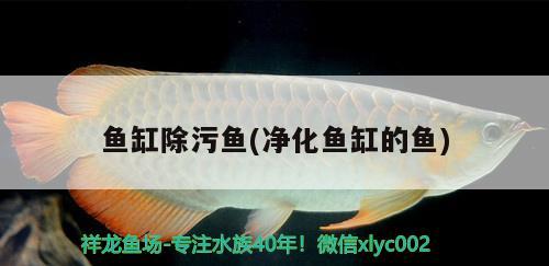 魚缸除污魚(凈化魚缸的魚) 魟魚百科