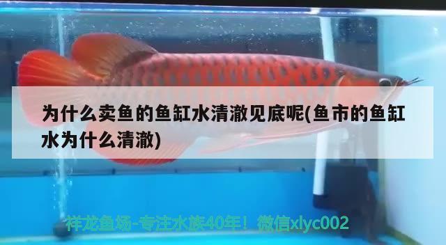 為什么賣魚的魚缸水清澈見底呢(魚市的魚缸水為什么清澈) 細(xì)線銀版魚