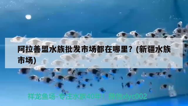 阿拉善盟水族批發(fā)市場(chǎng)都在哪里？(新疆水族市場(chǎng))