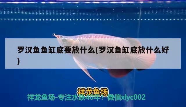 羅漢魚魚缸底要放什么(羅漢魚缸底放什么好) 羅漢魚 第1張