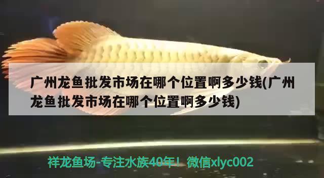 廣州龍魚批發(fā)市場在哪個位置啊多少錢(廣州龍魚批發(fā)市場在哪個位置啊多少錢) 龍魚批發(fā)