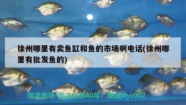 徐州哪里有賣(mài)魚(yú)缸和魚(yú)的市場(chǎng)啊電話(徐州哪里有批發(fā)魚(yú)的) 養(yǎng)魚(yú)知識(shí)