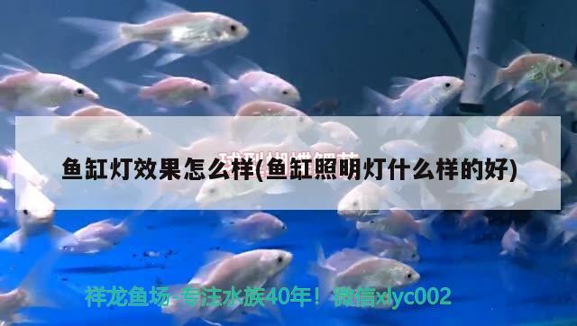 魚缸燈效果怎么樣(魚缸照明燈什么樣的好) 朱巴利魚