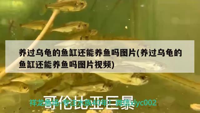 養(yǎng)過烏龜?shù)聂~缸還能養(yǎng)魚嗎圖片(養(yǎng)過烏龜?shù)聂~缸還能養(yǎng)魚嗎圖片視頻) 烏龜