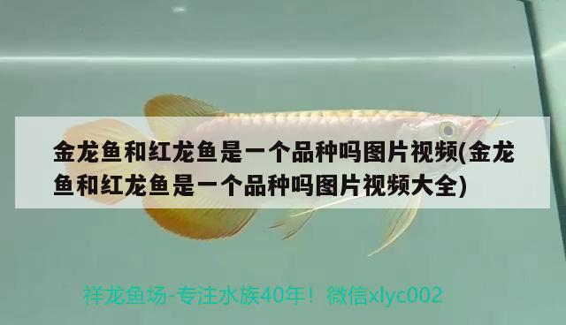 金龍魚和紅龍魚是一個品種嗎圖片視頻(金龍魚和紅龍魚是一個品種嗎圖片視頻大全) 藍底過背金龍魚