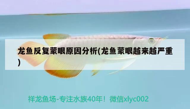 龍魚反復蒙眼原因分析(龍魚蒙眼越來越嚴重) 申古銀版魚 第1張