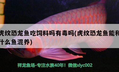 虎紋恐龍魚吃飼料嗎有毒嗎(虎紋恐龍魚能和什么魚混養(yǎng)) 黃吉金龍（白子金龍魚）