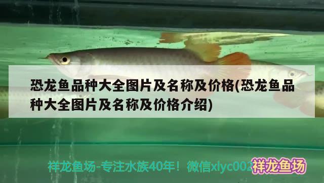 恐龍魚品種大全圖片及名稱及價格(恐龍魚品種大全圖片及名稱及價格介紹) 黑桃A魚