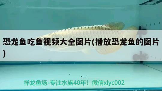 恐龍魚吃魚視頻大全圖片(播放恐龍魚的圖片) 元寶鳳凰魚專用魚糧