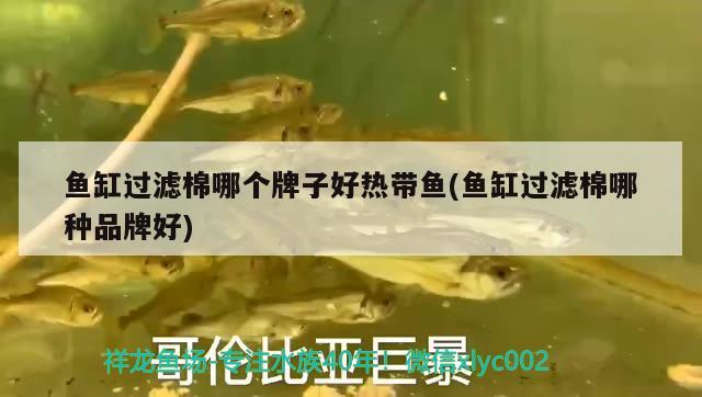 魚缸過濾棉哪個牌子好熱帶魚(魚缸過濾棉哪種品牌好)