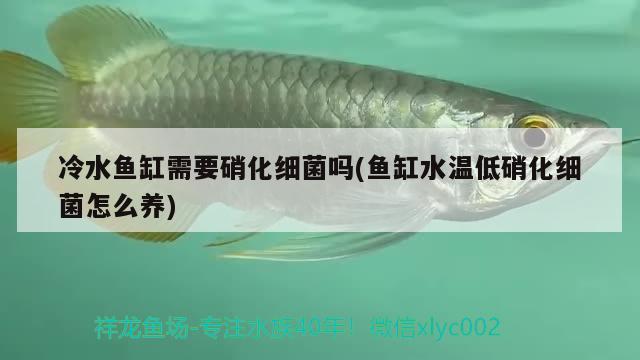 冷水魚缸需要硝化細(xì)菌嗎(魚缸水溫低硝化細(xì)菌怎么養(yǎng)) 硝化細(xì)菌