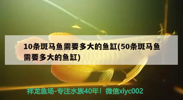 10條斑馬魚(yú)需要多大的魚(yú)缸(50條斑馬魚(yú)需要多大的魚(yú)缸)