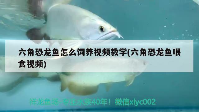 六角恐龍魚怎么飼養(yǎng)視頻教學(六角恐龍魚喂食視頻) 白寫錦鯉魚