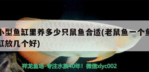 小型魚(yú)缸里養(yǎng)多少只鼠魚(yú)合適(老鼠魚(yú)一個(gè)魚(yú)缸放幾個(gè)好) 巨骨舌魚(yú) 第2張