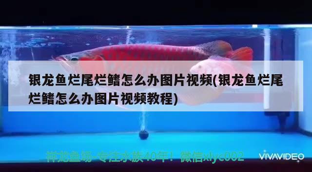 銀龍魚爛尾爛鰭怎么辦圖片視頻(銀龍魚爛尾爛鰭怎么辦圖片視頻教程) 銀龍魚