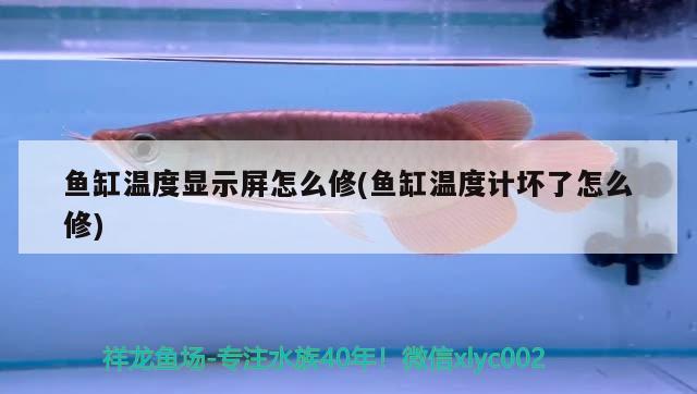 魚缸溫度顯示屏怎么修(魚缸溫度計(jì)壞了怎么修) 國產(chǎn)元寶鳳凰魚