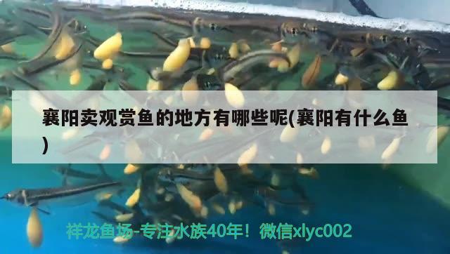 襄陽賣觀賞魚的地方有哪些呢(襄陽有什么魚) 狗仔（招財貓)魚苗