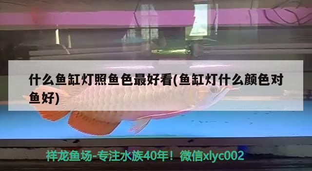 什么魚(yú)缸燈照魚(yú)色最好看(魚(yú)缸燈什么顏色對(duì)魚(yú)好)