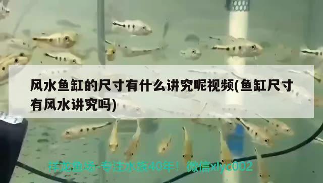 風水魚缸的尺寸有什么講究呢視頻(魚缸尺寸有風水講究嗎)