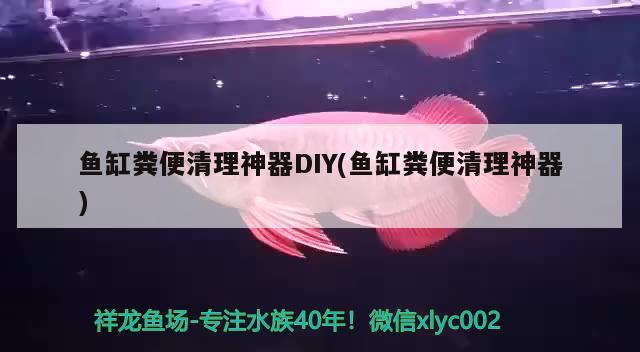 魚缸糞便清理神器DIY(魚缸糞便清理神器) 養(yǎng)魚的好處