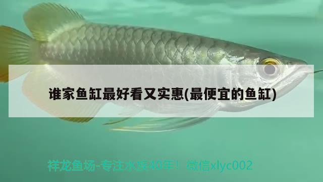 誰(shuí)家魚(yú)缸最好看又實(shí)惠(最便宜的魚(yú)缸)