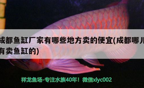 成都魚缸廠家有哪些地方賣的便宜(成都哪兒有賣魚缸的) 蘇虎苗（蘇門答臘虎魚苗） 第1張