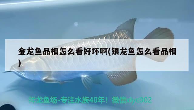 金龍魚品相怎么看好壞啊(銀龍魚怎么看品相) 銀龍魚百科