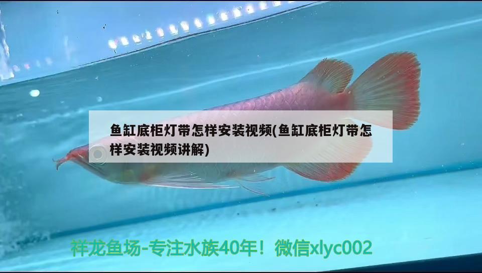 魚缸底柜燈帶怎樣安裝視頻(魚缸底柜燈帶怎樣安裝視頻講解) 藍(lán)帆三間魚